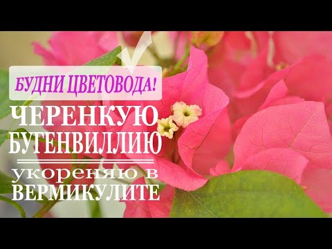 Видео: Будни цветовода: Черенкование бугенвиллии! Укореняю черенки в вермикулите.