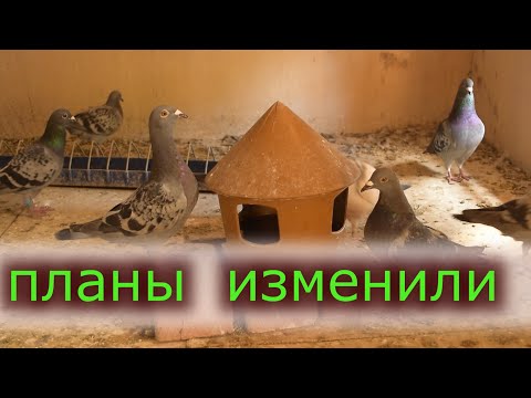 Видео: ПОЛЕТЕЛИ НЕ ОТ ТУДА,НО ТУДА. Тренировка молодых спортивных голубей