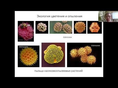Видео: Спорово-пыльцевой анализ