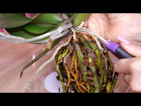 Видео: Корни орхидее нарастили, можно пересадить. Закрытая система. В этих горшках у меня КРУТО растут.