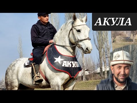 Видео: АКУЛА  УЛАКТА ДАЛИЛ ВИДИОСУ  менен