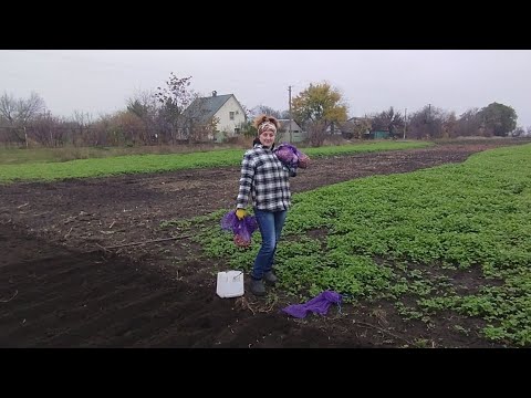 Видео: Нарешті посадила 5 кг. цибулі на зиму