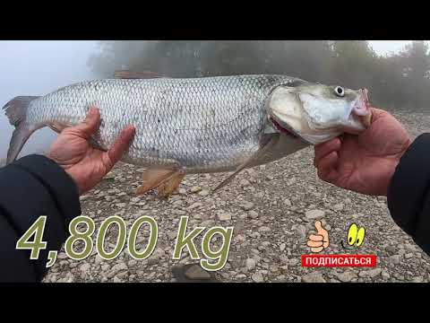Видео: Жерех в тумане и опять новый рекорд!!! Жерех #5 Окунь.