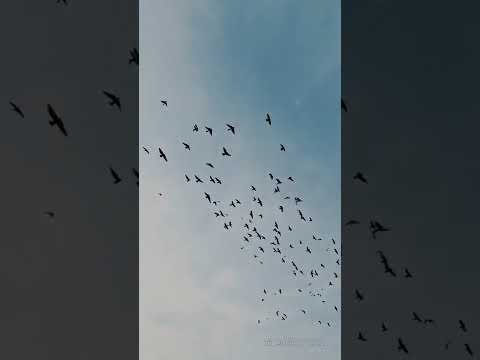 Видео: Только не было любви "