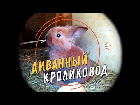 Видео: Как узнать что крольчиха кормит крольчат?