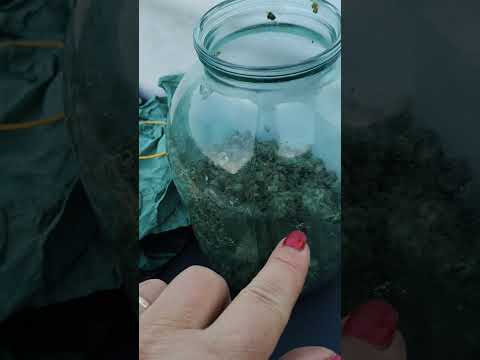 Видео: Як виростити триходерму  в великих кількостях