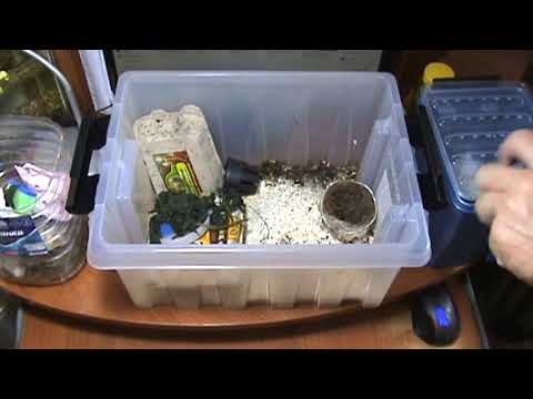 Видео: Размножение кормового сверчка.