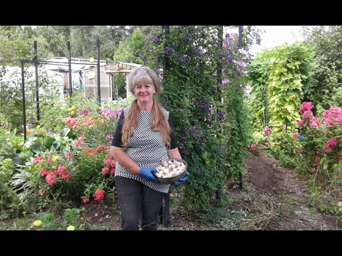 Видео: Фасоль высокорослая ,удобряем в августе.