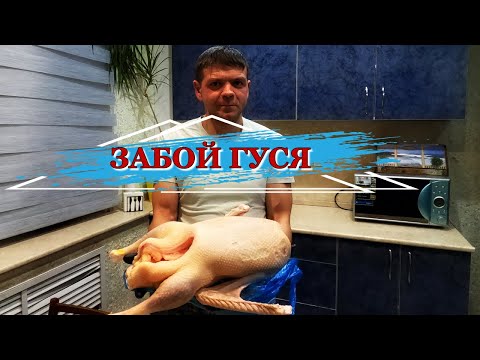 Видео: Забой гуся в 5 месяцев. Конечный результат выращивания гуся. Жизнь в деревне.