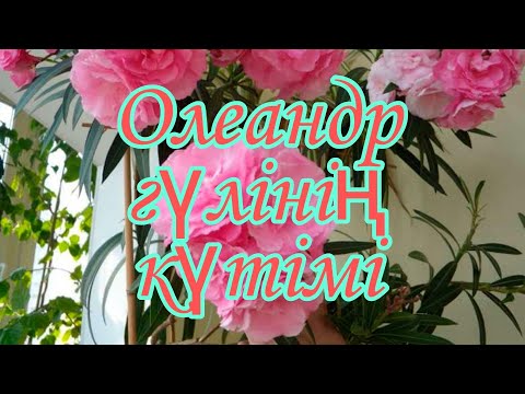 Видео: Олеандр гүлінің күтімі. Олеандр қандай гүл. бөлме гүлдерінің күтімі. үй гүлдері. гүлдер әлемі.