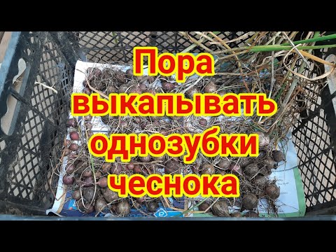 Видео: Пора выкапывать однозубки чеснока