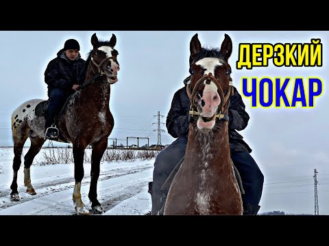 Видео: ӨЗ Ээсин ТАПТЫ 16.02.2022