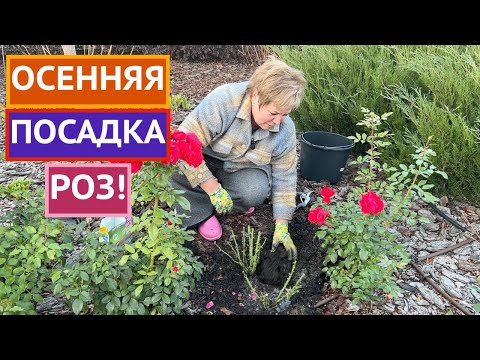 Видео: МОИ СЕКРЕТЫ ПОСАДКИ РОЗ ОСЕНЬЮ