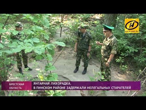 Видео: ​«Чёрных копателей» янтаря задержали в Пинском районе