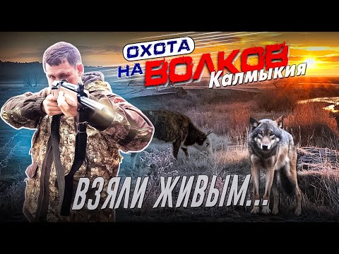 Видео: Охота на ВОЛКОВ!!! ! Взяли ЖИВЫМ!