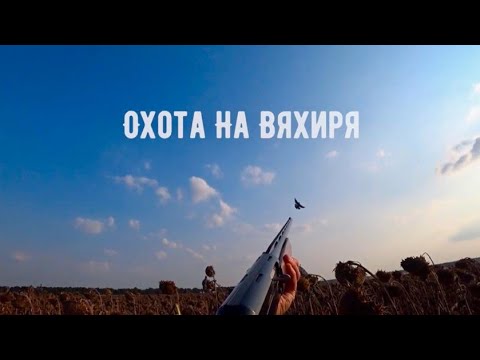 Видео: Голуби атакуют. Охота на вяхиря в поле с чучелами.. дуплет за дуплетом