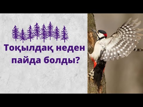 Видео: ТОҚЫЛДАҚ НЕДЕН ПАЙДА БОЛДЫ?