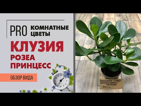 Видео: Клузия Розеа Принцесс - очень редкое комнатное растение  | Как правильно ухаживать