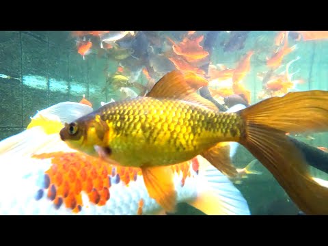 Видео: Ботанический сад