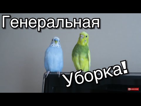 Видео: УБОРКА КЛЕТКИ ПОПУГАЯ. ЛАЙФХАКИ ДЛЯ ПОПУГАЯ