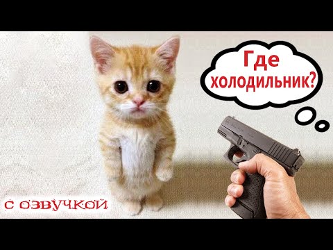 Видео: Приколы с котами! - ГДЕ ХОЛОДИЛЬНИК? Смешные коты С ОЗВУЧКОЙ! Самые смешные животные!