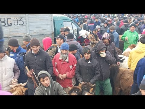 Видео: МОЛБОЗОРИ ҲОЧИ ШАРИФ ҚУРҒОНТЕППА БЕҲТАРИН БОЗОР