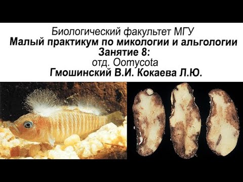 Видео: Малый практикум. 8 занятие. отдел Oomycota