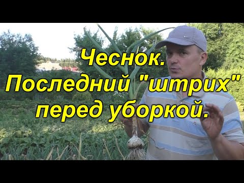 Видео: ЧЕСНОК. Что нужно ОБЯЗАТЕЛЬНО сделать за 20 дней до уборки чеснока.