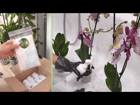 Видео: Обработка новых орхидей. Безопасно, но эффективно? Рекомендуете вы, тестирую я.