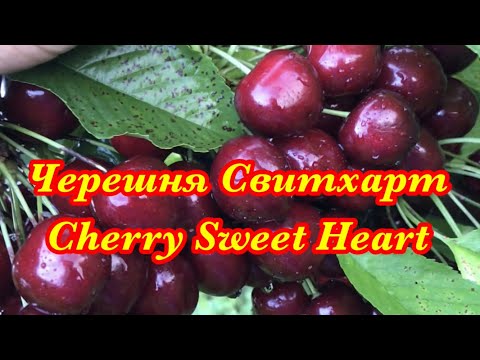 Видео: Свитхарт черешня , Сладкое сердце / Sweet Heart cherry