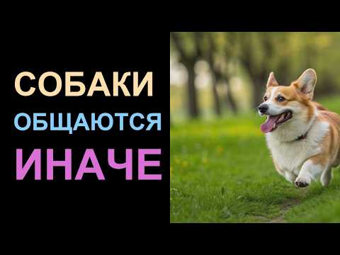 Видео: 🐾 Почему Собаки КРУЖАТСЯ Перед Сном Древний Ритуал, О Котором Вы Не Знали