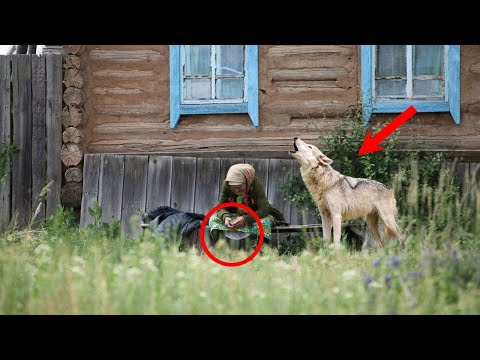 Видео: Волк, рыча от БЕССИЛИЯ, молил знахарку избавить от СТРАДАНИЙ  этого мальчика