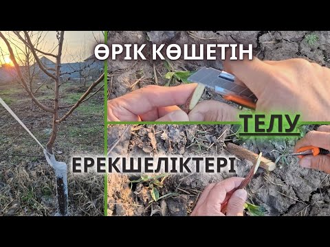 Видео: ӨРІК Көшетін ТЕЛУ / Ұлау, ҚҰПИЯСЫ