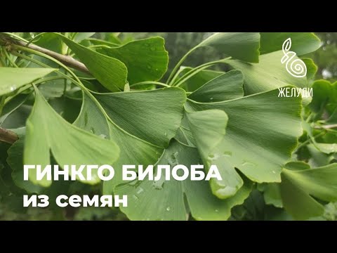 Видео: Гинкго билоба. Как вырастить из семян? Пошаговое видео