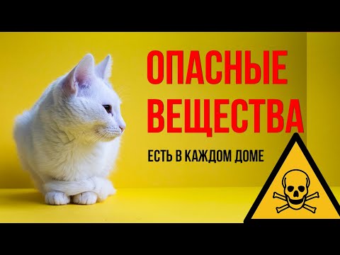 Видео: Смертельные штучки для кошки, которые есть в вашем доме