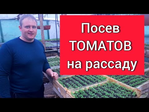 Видео: Посев ТОМАТОВ на рассаду