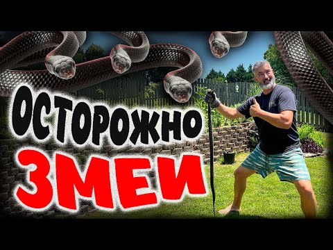 Видео: Новая Русалочка-разбор/нашествие змей@PolinaSladkova #жизньвсша #американскаяшкола