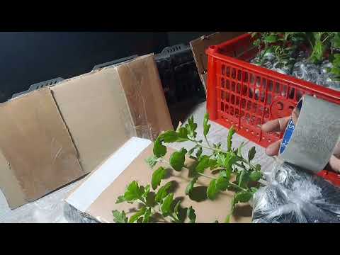 Видео: МОЯ СУПЕР УПАКОВКА ЧЕРЕНКОВ ХРИЗАНТЕМЫ.