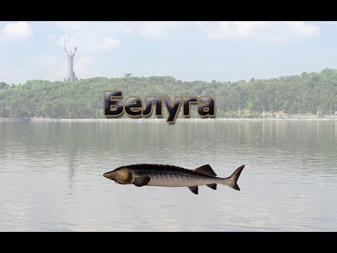Видео: Русская Рыбалка 3.99 (Russian Fishing) Белуга черноморская на Днепр-Киев