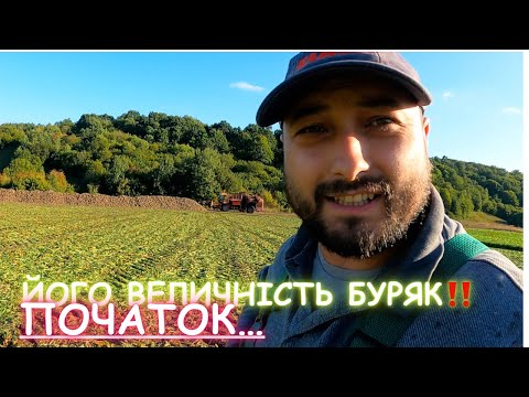 Видео: Збирання врожаю буряку‼️ етап перший‼️