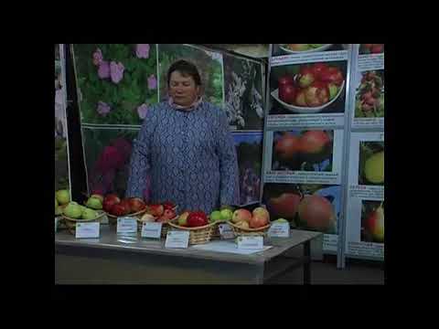 Видео: Саженцы Яблони от Института Садоводства. Сорта Яблони для Подмосковья.