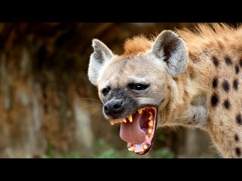 Видео: Их боятся даже львы