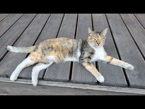 Видео: 29.08.2025 Tbilisi. улица Ингороква