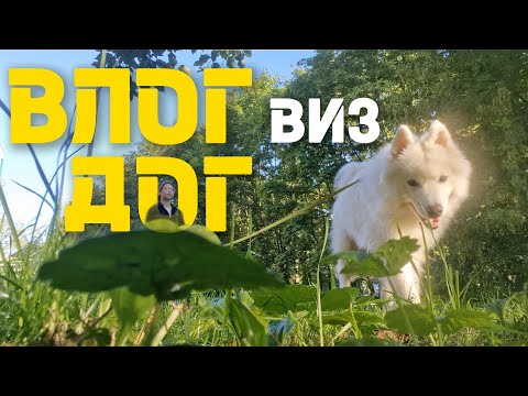 Видео: EP 52. ЕЖЕНЕДЕЛЬНИК С СОБАКОЙ | Что случилось со мной и Альвой