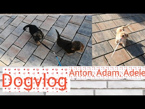 Видео: Первая прогулка/ Щенки йоркширского терьера/Мои первые выпускники 💓