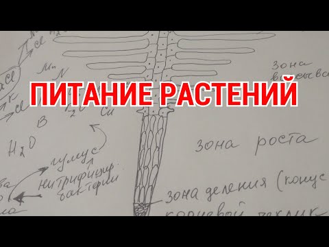 Видео: Питание растений. Ошибки огородников.