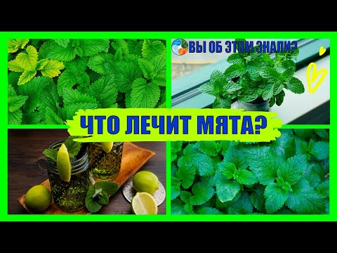 Видео: Что лечит мята?