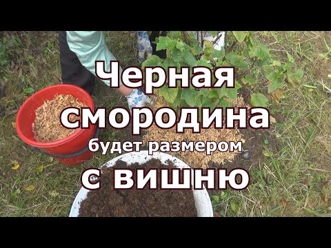Видео: Уход за черной смородиной осенью, рыхление, нужная подкормка, обрезка, мульчирование, черенкование