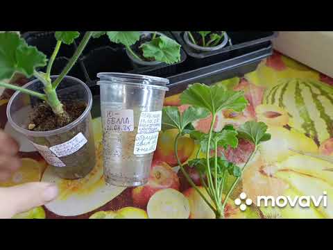 Видео: Пеларгония ЮВ Баронесса. Ю Белла. ПЕРЕУКОРЕНЕНИЕ осенью.., мои наблюдения...