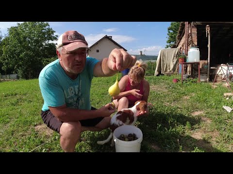 Видео: ЖИВОТ на СЕЛО : Направихме си капково напояване / Ремонтите продължават / LINE D5
